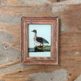 Vintage Glass Framed Paintings Birds - Extra Small