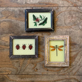 Vintage Glass Framed Painting Insects - Mini
