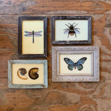 Vintage Glass Framed Paintings Nature - Small