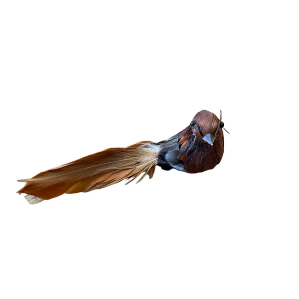 Brown feather bird