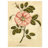 John Derian Paper Goods: Garden Rose 1,000-Piece Puzzle complete