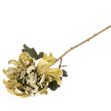 Olive Giant Chrysanthemum Stem
