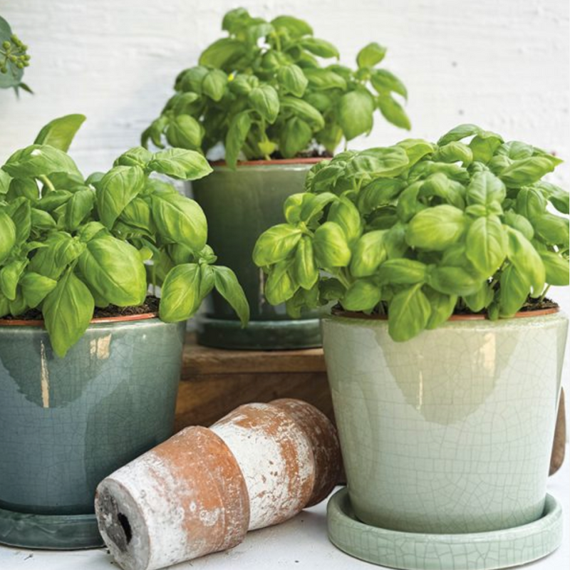 
PLANT POT GREEN CRACKLE ASTD/3 LGE 14x12cm /6