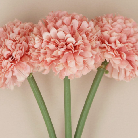 files/Pink_Mini_Ball_Chrysanthemum.png