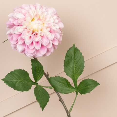files/Pom_Pom_Dahlia_Pink.png