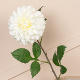 pom pom dahlia white