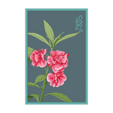 Pink Rose Balsam Seed Packet