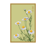 Chamomile Flower Seeds Packet