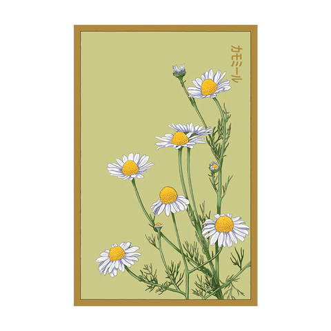 Chamomile Flower Seeds Packet