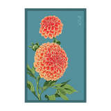Dahlia Flower Seeds Packet