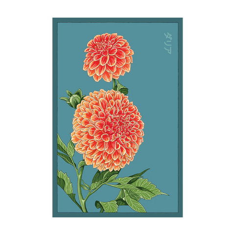Dahlia Flower Seeds Packet
