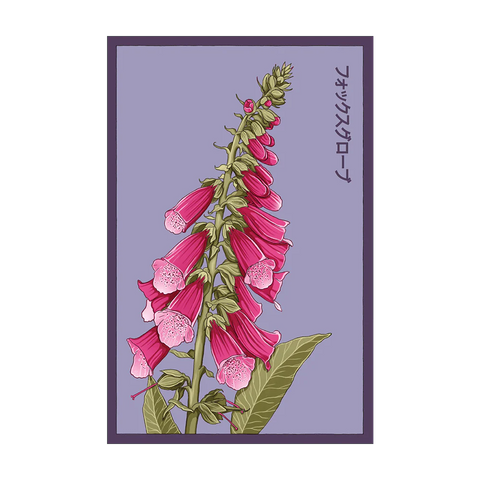 Foxglove Flower Seeds Packet