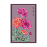 Ranunculus Seed Packet