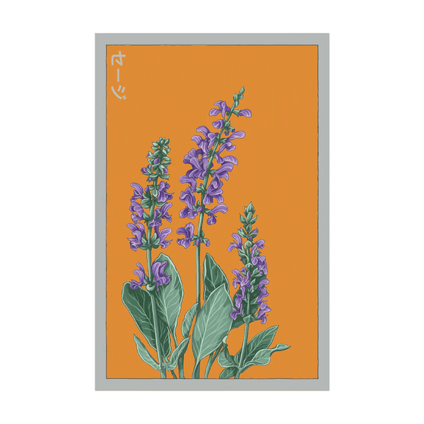 Blue Sage Herb Seeds Packet