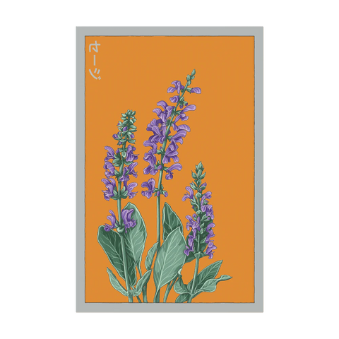 Blue Sage Herb Seeds Packet