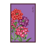 Verbena Flower Seeds Packet