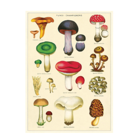 Mushrooms Poster Print