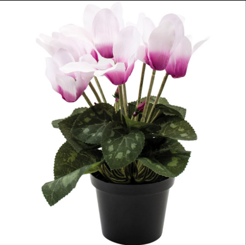 Pink Cyclamen in Pot