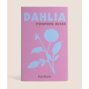 Dahlia 'Pompone Mixed' Seeds