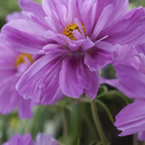 Cosmos 'Fizzy Pink' Seeds