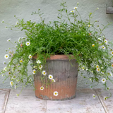 Antiqued Redstone Ribbed Pot Large 20 x 17cm