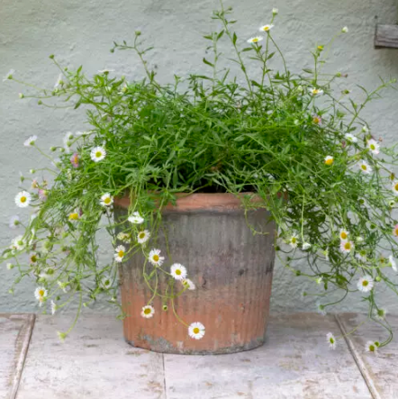 Antiqued Redstone Ribbed Pot Large 20 x 17cm