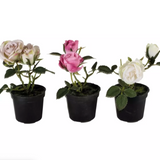 Mini Rose in Pot