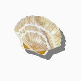 Golden Sand Seashell Claw Clip