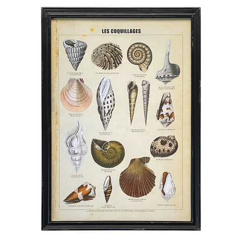 Framed Vintage Print - Les Coquillages