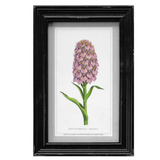 Framed Vintage Prints - Wild Flowers
