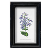 Framed Vintage Prints - Wild Flowers