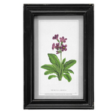 Framed Vintage Prints - Wild Flowers