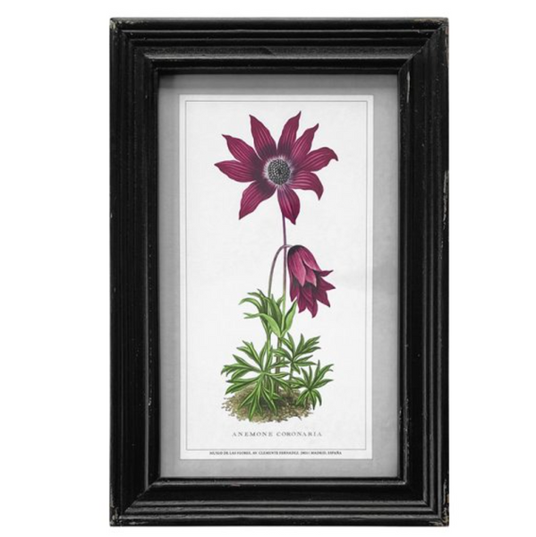 Framed Vintage Prints - Wild Flowers