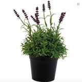 Lavender in Pot