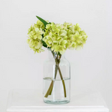 Hydrangea - Green 24cm