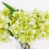 Hydrangea - Green 24cm