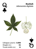 Top Trees Playing Cards