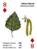 Top Trees Playing Cards