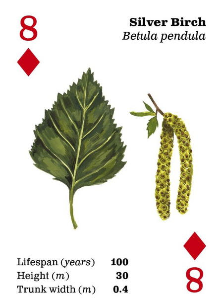 Top Trees Playing Cards
