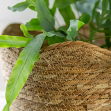 Seagrass Basket Frill Edge Planter - Small