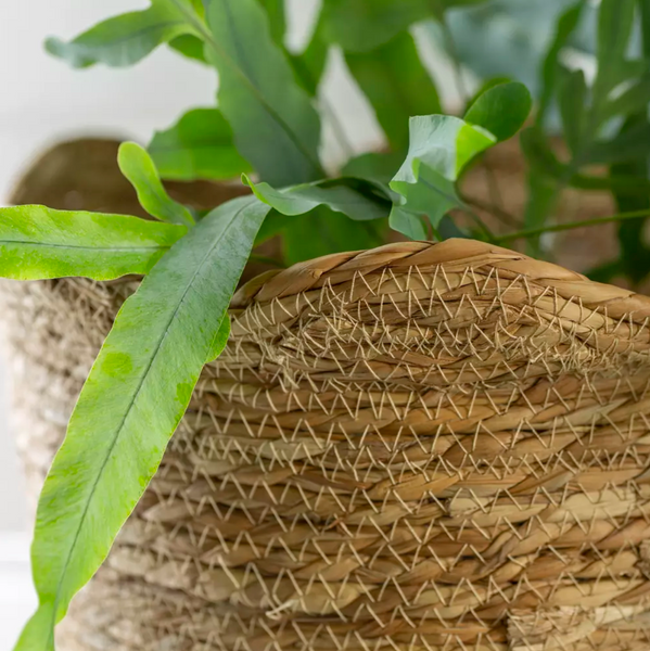 Seagrass Basket Frill Edge Planter - Small