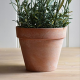 English Lavender in Pot - Medium