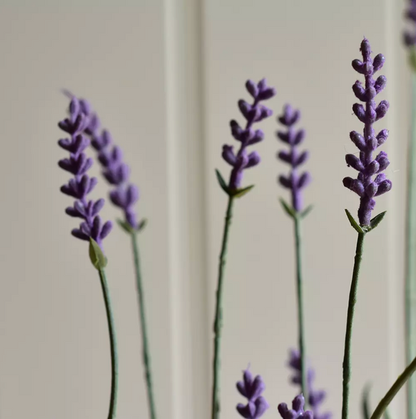 English Lavender in Pot - Medium