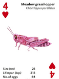 Brilliant Bugs Playing Cards
