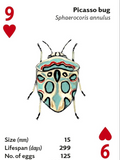 Brilliant Bugs Playing Cards