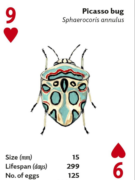 Brilliant Bugs Playing Cards