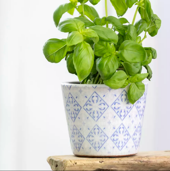 Old Style Dutch Pots - Powder Blue