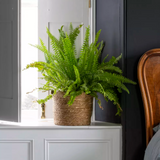 Seagrass basket frill