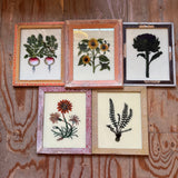 Set of framed botanical illustrations on a wooden surface