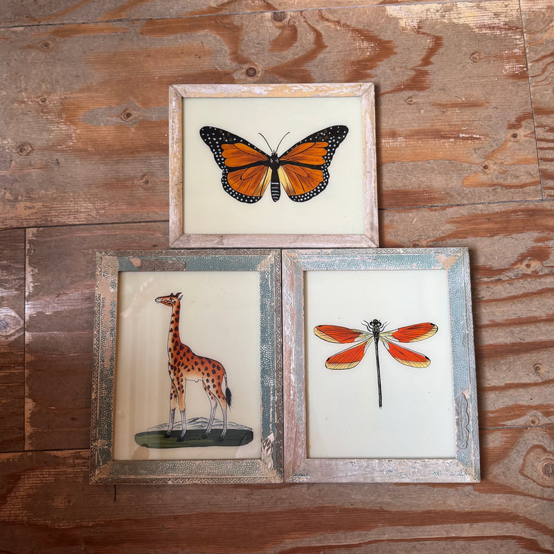 Three framed illustrations of a butterfly, giraffe, and dragonfly on a wooden surface.